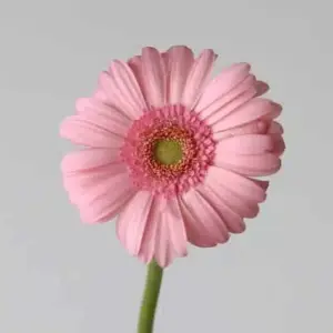 Gerbera